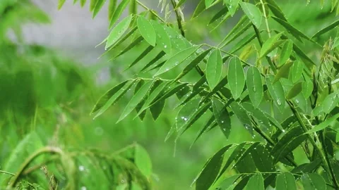 Rain-Covered Leaves – A Macro View of Pure Serenity Video stock 290790354