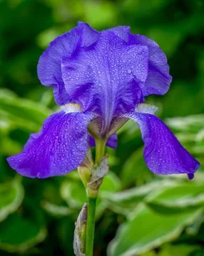 Rain Covered Violet Iris Stock Photos