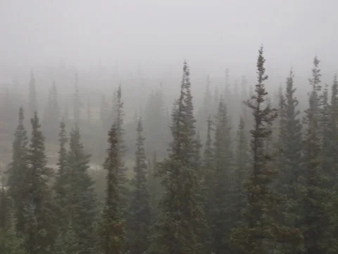 Rain covering forest Stock Footage 82122167