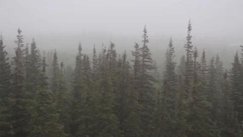 Rain covering forest Stock Footage 82122553