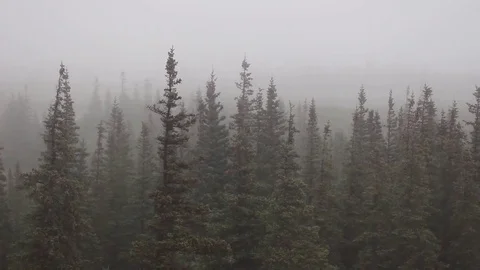 Rain covering forest Stock Footage 82122772