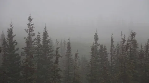 Rain covering forest Stock Footage 82123817