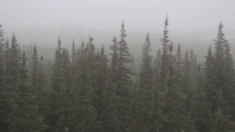 Rain covering forest Stock Footage 82123859