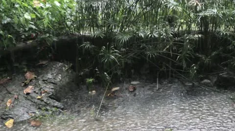 RAIN ON A CREEK Stock Footage 11707314