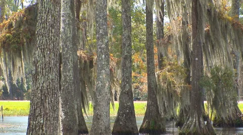 Rain In Cypress Trees Stock Footage 33604185