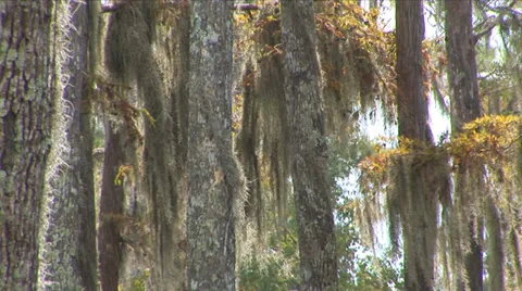 Rain In Cypress Trees Stock Footage 33604300