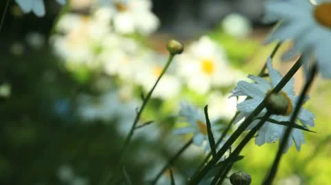 Rain on daisies Vidéo 11424131