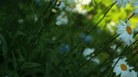 Rain on daisies 스톡 동영상 11424137