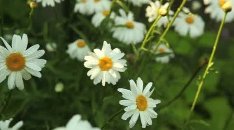 Rain on daisies Stock Footage 11424144