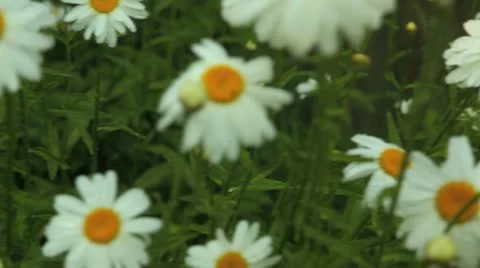 Rain on daisies Видео 11424158