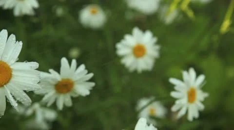 Rain on daisies Stockbeeldmateriaal 11424161
