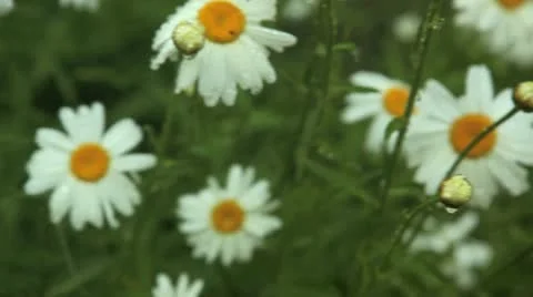 Rain on daisies 库存影片 11424165