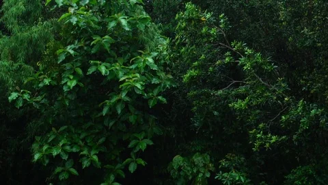 Rain in dark forest Stock Footage 112939467