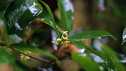 Rain on dark green leaves Stock Footage 142968537