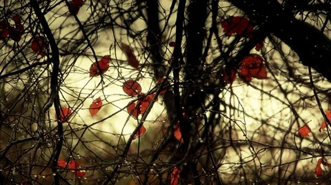 Rain day Stock Footage 33702814