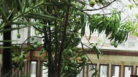Rain day Mango Hanging on a Tree Green Fruit Background One Stock Footage 308008137