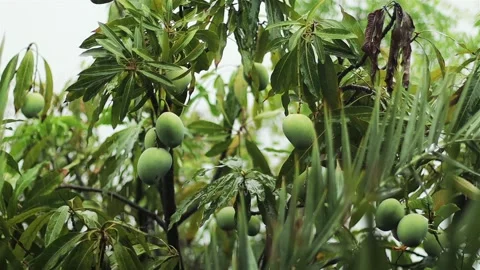 Rain Day Mango Hanging On A Tree Green Fruit Background Stock Footage 344386744