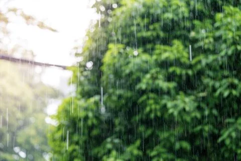 Rain in the daytime with soft focus background green trees Stock Photos