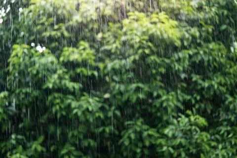 Rain in the daytime with soft focus background green trees Stock Photos