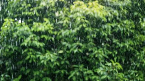 Rain in the daytime with soft focus background green trees Stock Photos