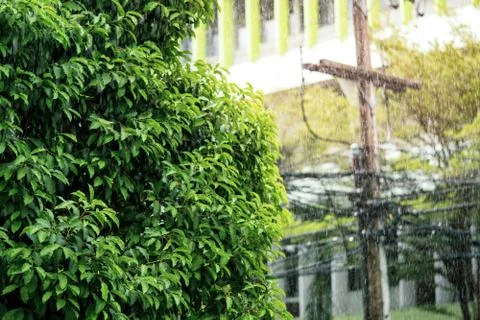 Rain in the daytime with soft focus background green trees Stock Photos