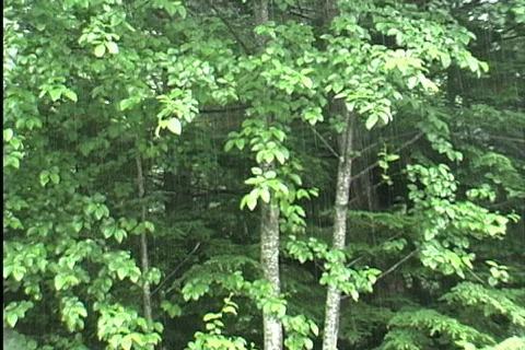  Rain in deciduous woods Stock Footage 745245