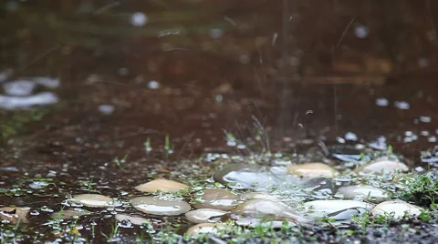 Rain on decorative stones Stock Footage 44903739