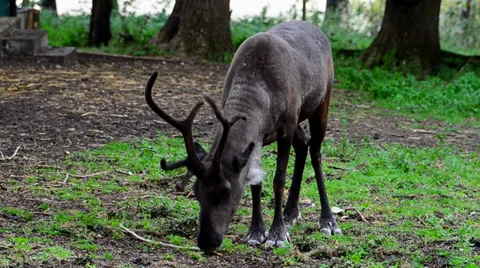 Rain deer Stock Footage 35850329