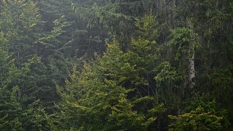 Rain in dense autumn forest Stock Footage 119071397