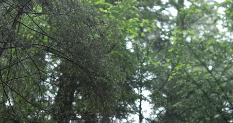 Rain in a dense forest, close-up of rain in a coniferous forest Stock Footage 244516808