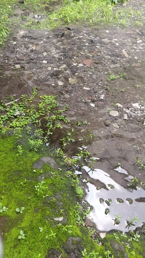 Rain Down in Broad Daylight, Vertical View Stock Footage 295996335