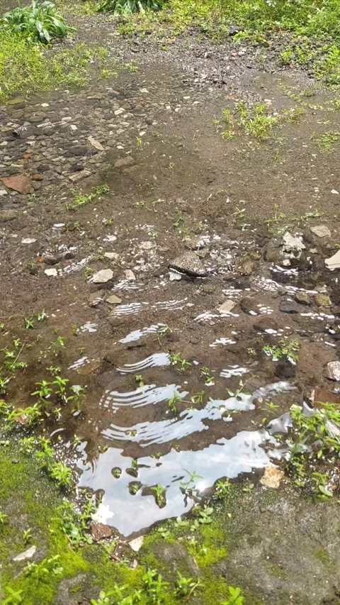 Rain Down on Natural Pond, Vertical View Stock Footage 295995833