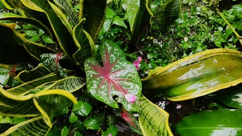 Rain drenched garden Stock Footage 222264037