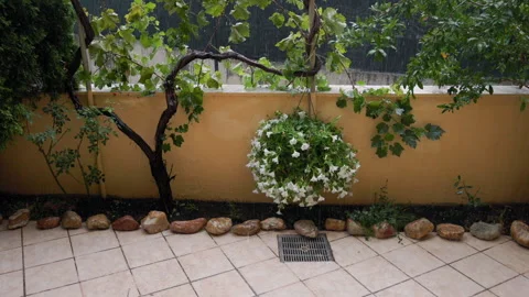 Rain-drenched green plant with droplets falling during heavy rain Stock Footage 294712341