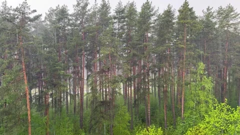 Rain-drenched pine forest landscape with lush green trees  Видео 336407753