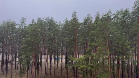 Rain-drenched pine forest with tall evergreen trees and foggy cloudy sky Stock Footage 333510885