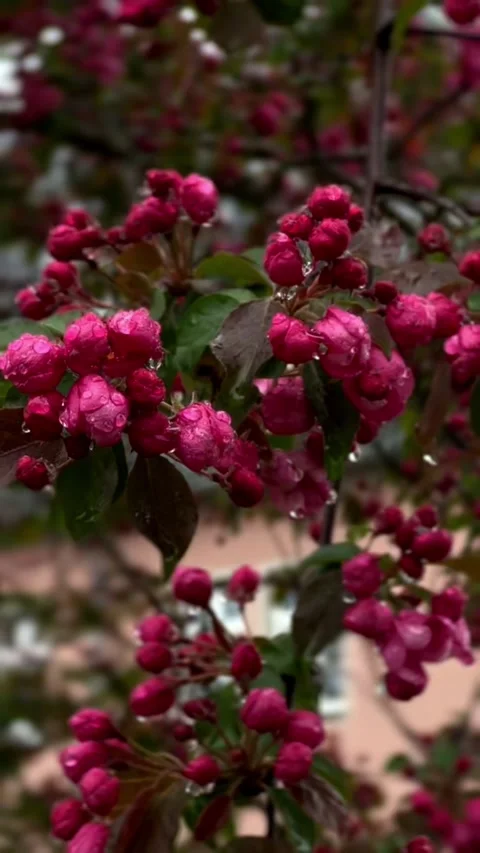 Rain-Drenched Pink Crabapple Blossoms in Saxony Stock Footage 334801593