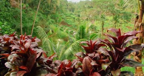 Rain drenched red foliage in foreground with Bali rice terraces during hiking Stock Footage 311486964