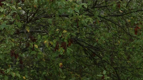 Rain drenches trees in summer storm Stock Footage 40844545