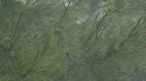 Rain drenching green pine branches on wind Stock-Footage 7910202
