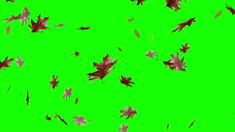 Rain Dried Leaves Fall Animation Green Screen Stock Footage 143470016