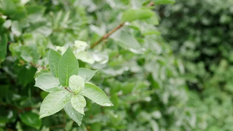Rain dripping and ponding on leaves of a shrub Stock Footage