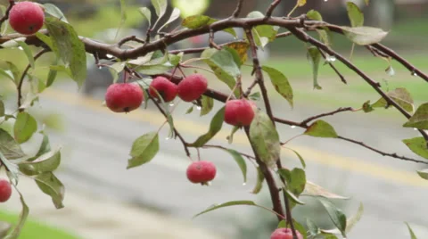 Rain Dripping off Apples Stock Footage 35114033