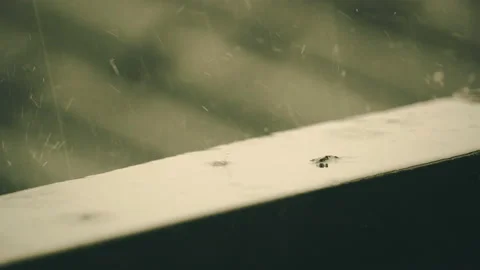 Rain dripping into the balcony. dramatic theme. 4k footage. bad weather Stock Footage 157779310