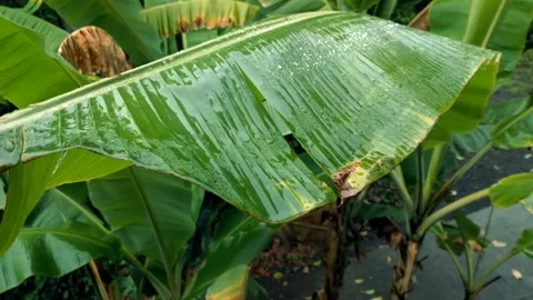 Rain dripping onto banana Leaf Stock Footage 137930090