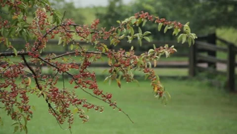 Rain dripping off of berry leaves Stock Footage 8606815