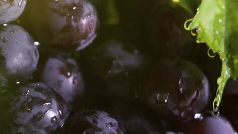 Rain dripping on a bunch of grapes, close up, slow motion. Stock Footage 136237625