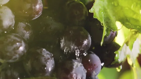 Rain dripping on a bunch of grapes in the sunlight, slow motion. Stock Footage 136239189