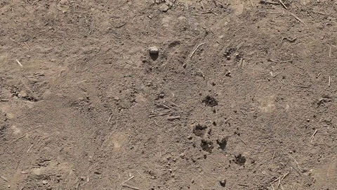 Rain is dripping down on a very dry soil Stock Footage 95423924