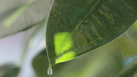 Rain dripping on a green leaf Stock Footage 195854710